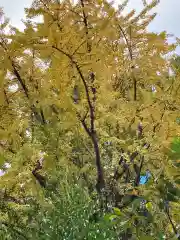 天祖神社の自然