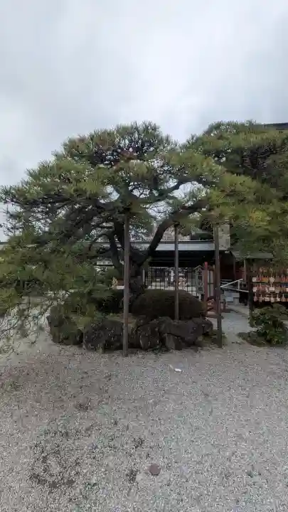 白鷺神社の{uncategorized: "未分類", other: "その他", undefined: "問題あり", building: "その他建物", grave: "お墓", sacred_gate: "鳥居", guardian: "狛犬", statue: "像", buddha: "仏像", history: "歴史", nature: "自然", garden: "庭園", animal: "動物", pagoda: "塔", temizu: "手水舎", mountain_gate: "山門・神門", sanctuary: "本殿・本堂", subordinate: "末社・摂社", art: "芸術", scenery: "景色", jizo: "地蔵", ema: "絵馬", goshuin: "御朱印", omikuji: "おみくじ", items: "授与品その他", amulet: "お守り", goshuincho: "御朱印帳", eats: "食事", festival: "お祭り", votive_dance: "神楽", shichigosan: "七五三参", wedding: "結婚式", experience: "体験その他", initially: "初詣", around: "周辺", anti_infection: "感染症対策"}