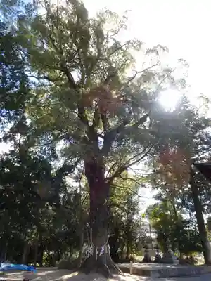 大宝神社の自然