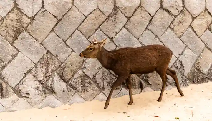 厳島神社(広島県)