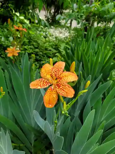 沙沙貴神社の自然