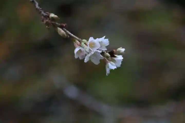 鹿島大神宮の庭園
