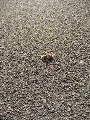 真光寺(千葉県)