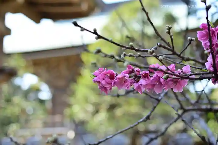 江島神社の自然