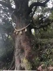 蛭児神社の自然