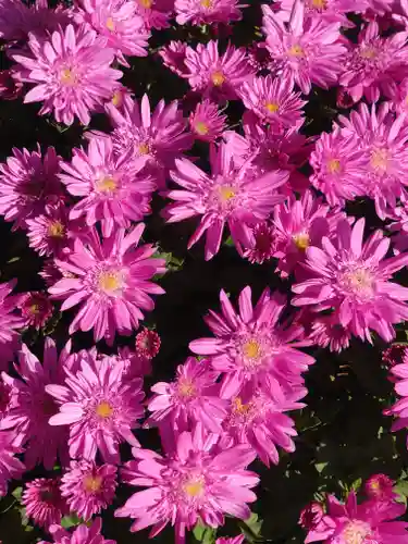 寒川神社(神奈川県)