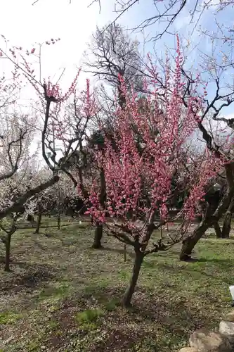 北野天満宮の庭園