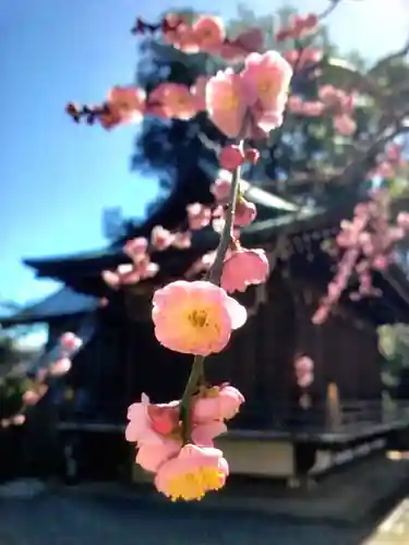 布多天神社(東京都)