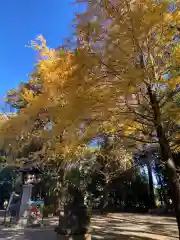 世田谷八幡宮(東京都)