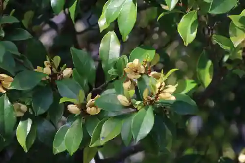 阿邪訶根神社の自然