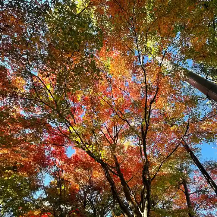 穴八幡宮の自然