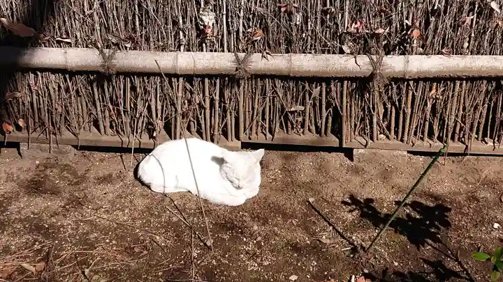 愛宕神社の動物