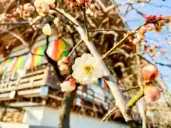 西新井大師総持寺の自然