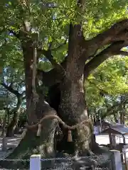 大麻比古神社の自然