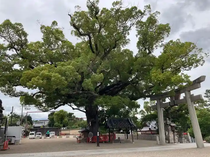 百舌鳥八幡宮(大阪府)