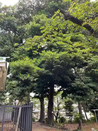 駒込富士神社の自然