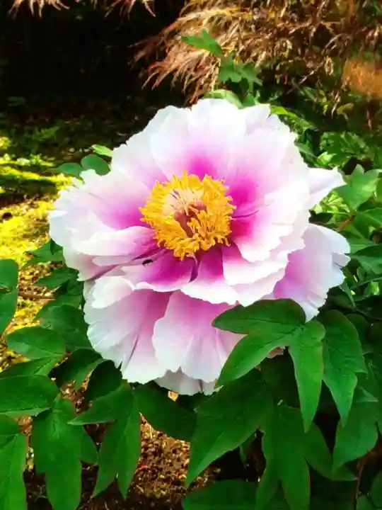 圓照寺(東京都)