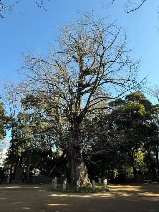 赤坂氷川神社の{uncategorized: "未分類", other: "その他", undefined: "問題あり", building: "その他建物", grave: "お墓", sacred_gate: "鳥居", guardian: "狛犬", statue: "像", buddha: "仏像", history: "歴史", nature: "自然", garden: "庭園", animal: "動物", pagoda: "塔", temizu: "手水舎", mountain_gate: "山門・神門", sanctuary: "本殿・本堂", subordinate: "末社・摂社", art: "芸術", scenery: "景色", jizo: "地蔵", ema: "絵馬", goshuin: "御朱印", omikuji: "おみくじ", items: "授与品その他", amulet: "お守り", goshuincho: "御朱印帳", eats: "食事", festival: "お祭り", votive_dance: "神楽", shichigosan: "七五三参", wedding: "結婚式", experience: "体験その他", initially: "初詣", around: "周辺", anti_infection: "感染症対策"}