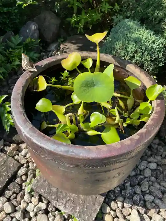 香林院(東京都)