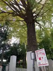 田無神社の自然