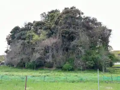 櫛玉命神社(奈良県)