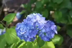 高麗神社の自然