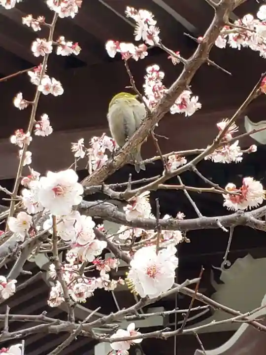 諏訪神社(東京都)