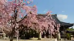 妙顯寺（妙顕寺）の自然