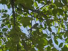 田瀬神社の自然