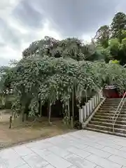 小川諏訪神社(福島県)