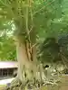 安房神社(千葉県)