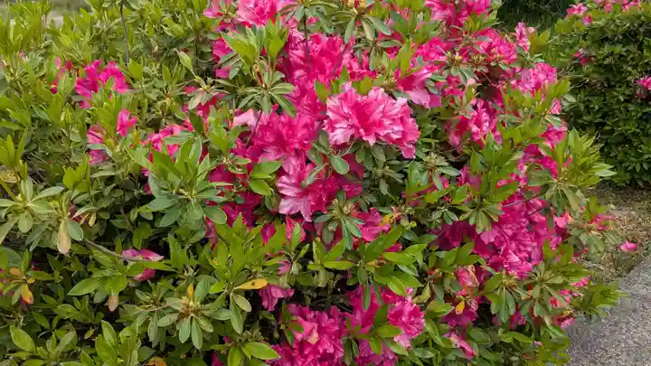 鉾立神社の自然