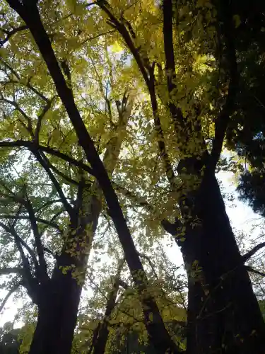 椿八幡宮(山口県)