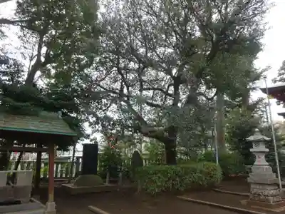 山王稲穂神社の自然