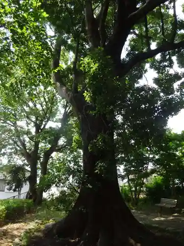王子神社の自然