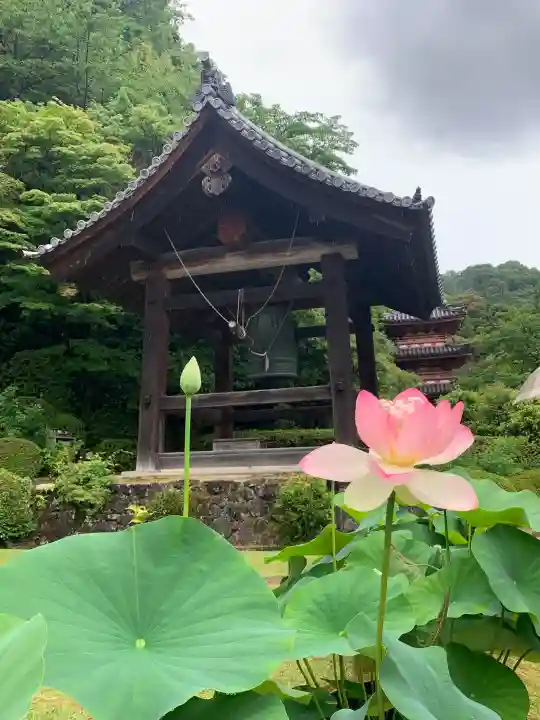 三室戸寺(京都府)