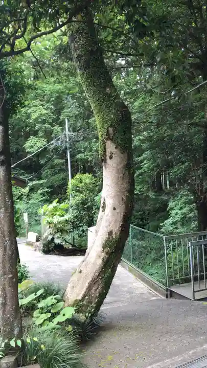 神場山神社の自然