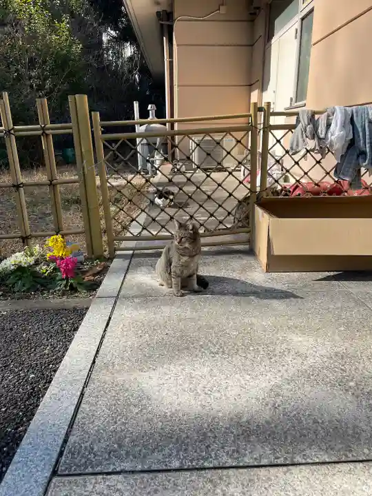 白金氷川神社の動物