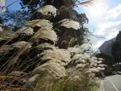 室生龍穴神社の自然