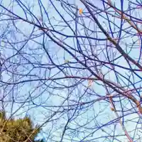彌彦神社 (伊夜日子神社)(北海道)