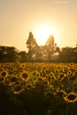 座間神社(神奈川県)