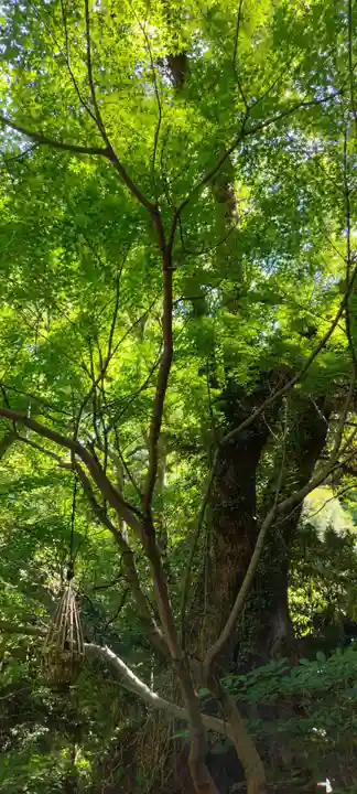 來宮神社(静岡県)