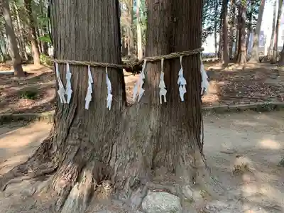 八幡神社の自然