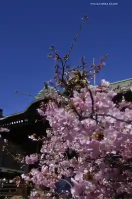 桜神宮(東京都)