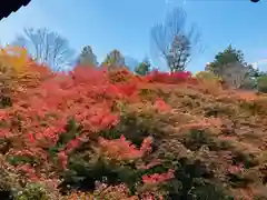 東福禅寺（東福寺）の自然