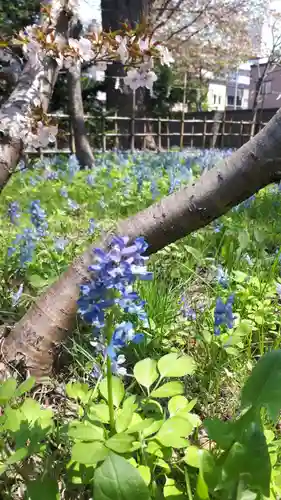 新琴似神社の自然