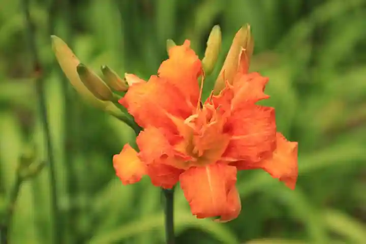 豊景神社の庭園
