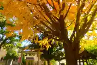 小金八坂神社(千葉県)