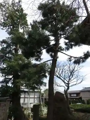 本願寺国府別院の自然