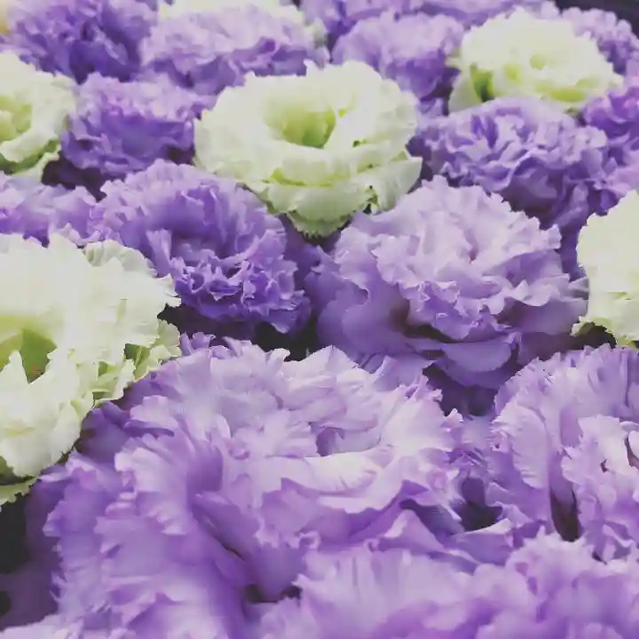 鹿島台神社の自然
